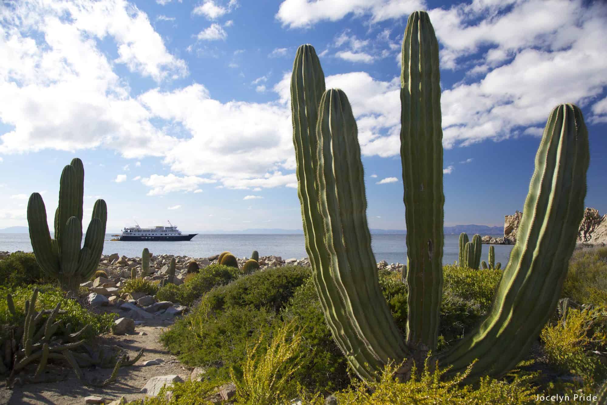 Cactus near the Sea of Cortes, Baja California, Mexico