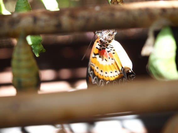 Butterfly Garden in Siem Reap, Cambodia