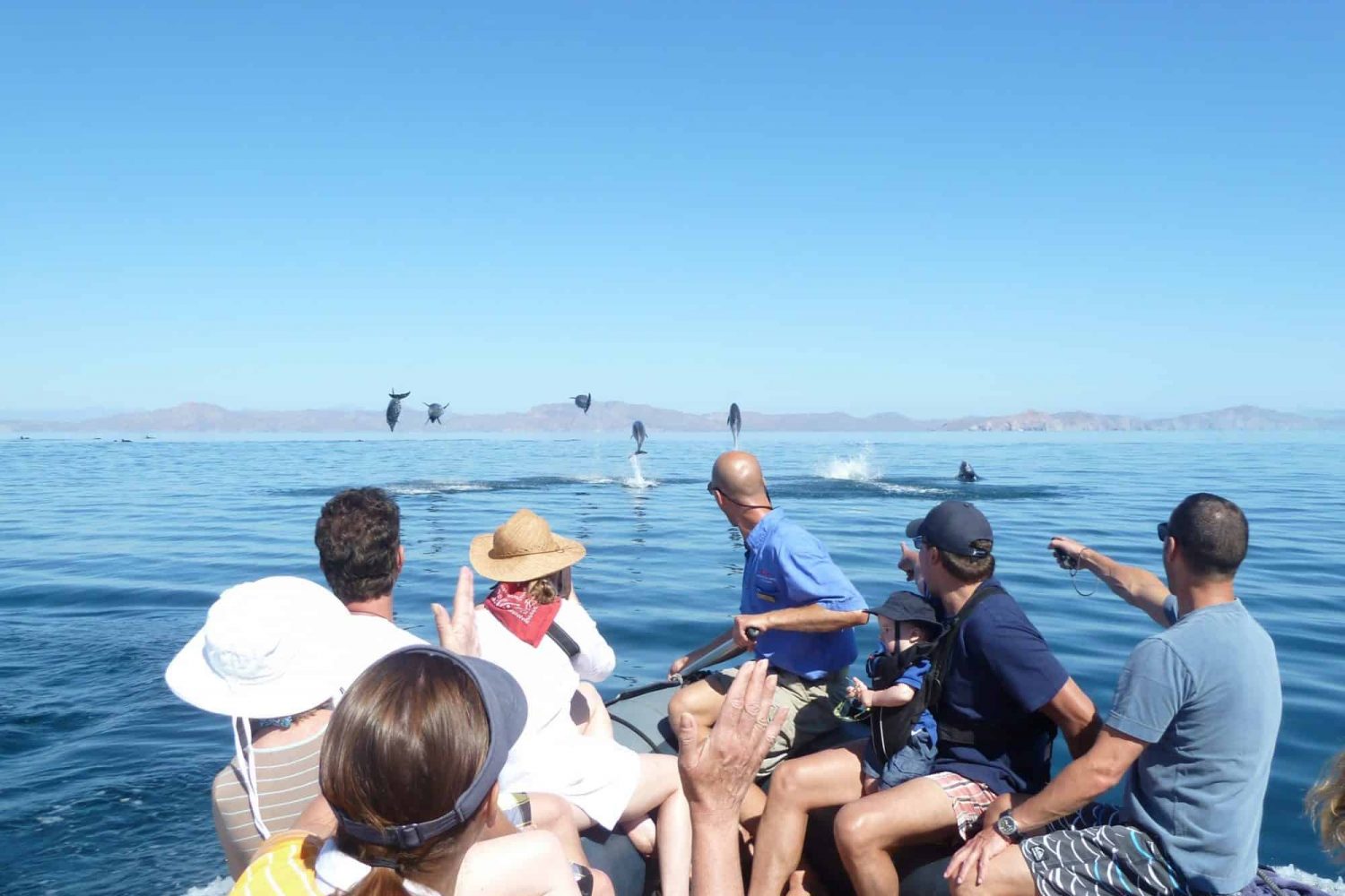 UnCruise in the Sea of Cortez - Dolphins from a skiff