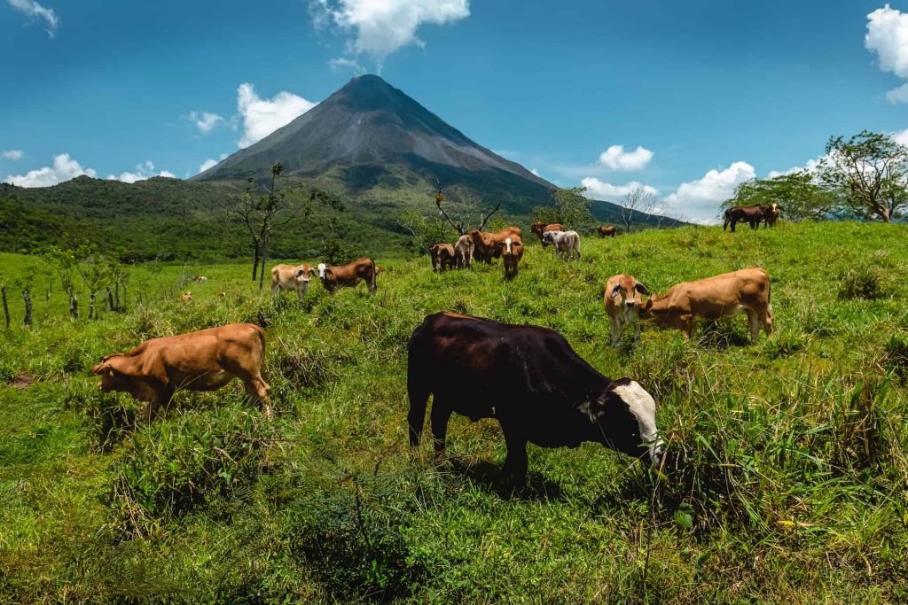 Arenal Volcano Costa Rica Farm Area