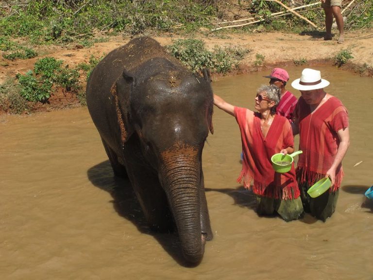 Bangkok Elephant Tour - ElephantsWorld Sanctuary